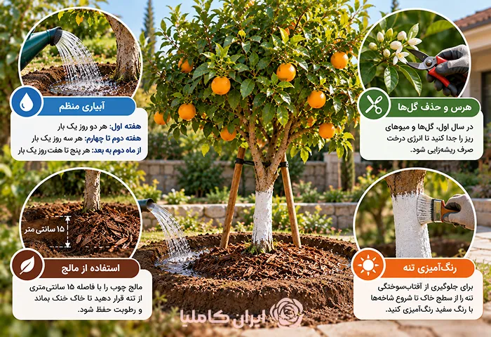 جابجایی درخت پرتقال